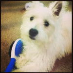 Rosie - West Highland White Terrier (1 an)
