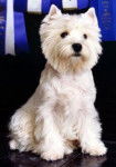 Westie - West Highland White Terrier