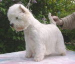 Westie - West Highland White Terrier