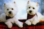 Westie - West Highland White Terrier