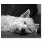Scoubidou - West Highland White Terrier Mâle (9 ans)