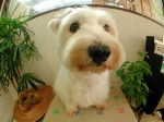 Gros Plan 3 - West Highland White Terrier