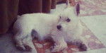 Toby - West Highland White Terrier Mâle (1 an)