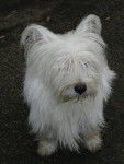 Bandit - West Highland White Terrier Mâle (4 ans)