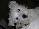 westie - West Highland White Terrier