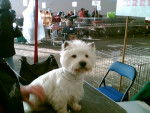 Westie VICTOR - West Highland White Terrier