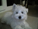Westie Bulle - West Highland White Terrier