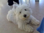 Bulle westie - West Highland White Terrier