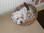 westie ""timmy"" - West Highland White Terrier