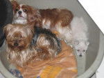 CAVALIER KING CHARLES ~~~YORK ~~~WESTIE - West Highland White Terrier