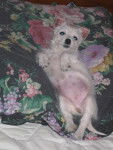 WESTIE ... BIANCA.BELLA - West Highland White Terrier