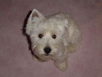 Bubulle westie - West Highland White Terrier