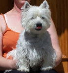 WESTIE - West Highland White Terrier