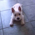 West highland white terrier, Swiffer - West Highland White Terrier