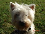 west highland white terrier - West Highland White Terrier