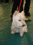 westie la jolie westie - West Highland White Terrier