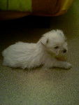 westie 2 mois et 3 jours - West Highland White Terrier (2 mois)