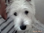 WESTIE - West Highland White Terrier