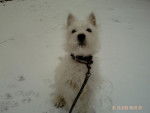 WESTIE - West Highland White Terrier