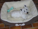 Westie! Luna - West Highland White Terrier