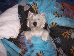 Lady - Westie - West Highland White Terrier