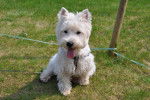 Westie Domino - West Highland White Terrier