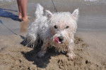 Westie Domino - West Highland White Terrier