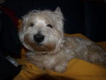 westie scamp - West Highland White Terrier