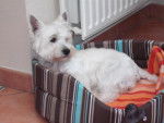 WESTIE SHIVA - West Highland White Terrier