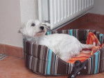 WESTIE SHIVA - West Highland White Terrier