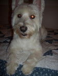 westie: Channel - West Highland White Terrier