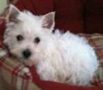 WESTIE - West Highland White Terrier