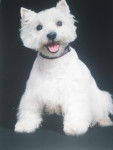 west highland white terrier.PRUNELLE - West Highland White Terrier