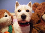 Westie - West Highland White Terrier