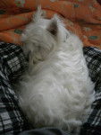 Kongjui, westie - West Highland White Terrier