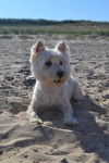 Westie - Channel - West Highland White Terrier