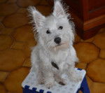 Westie Haevenly - West Highland White Terrier