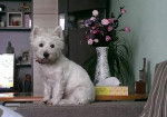 Lady - West Highland White Terrier (2 ans)