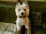 Joli jeune Westie : Birdylove - West Highland White Terrier