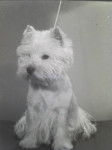 Heeghins - West Highland White Terrier