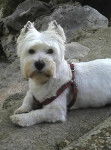 Birdylove Westie blanc - West Highland White Terrier