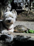 Birdylove et sa copine - West Highland White Terrier