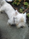 Roki - West Highland White Terrier Mâle