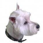 BIANCA - West Highland White Terrier (10 ans)