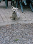 Mozart - West Highland White Terrier Mâle (1 an et 1 mois)