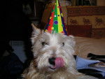 Pégase à nouvel an - West Highland White Terrier