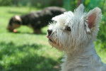 Photo West Highland White Terrier
