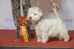 Photo West Highland White Terrier