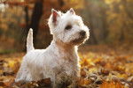 Un Westie debout au milieu des feuilles d'automne