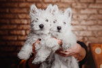 Photo West Highland White Terrier